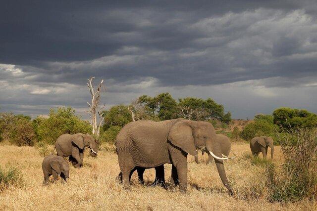 تلف شدن 115 راس فیل به دلیل خشکسالی در زیمبابوه