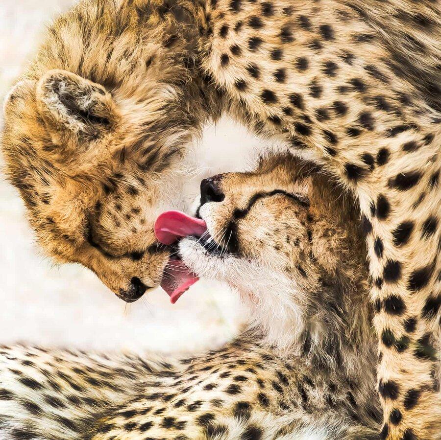 عکس روز، لیسیدن یوزپلنگ ها