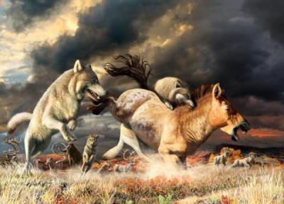 تغییر عادات غذایی، گرگ ها را از انقراض نجات داد