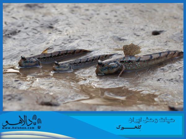 حیات وحش، گلخورک حیات وحش، گلخورک
