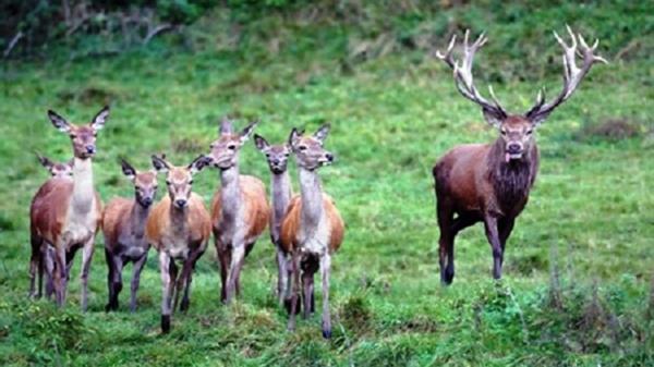 حیات وحش کم نظیر در پارک ملی کیاسر