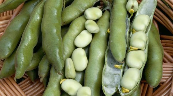 بودجۀ 2 میلیون پوندی برای ترویج باقالی؛ چرا باقالی مهم است؟! بودجۀ 2 میلیون پوندی برای ترویج باقالی؛ چرا باقالی مهم است؟!