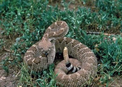 استتار کم نظیر مار زنگی ، با یاری هم دیدنش ناممکن است