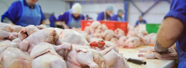 تغییرات یک ماهه قیمت مرغ در میادین و بازار ، مرغ کامل بسته بندی کیلویی چند؟