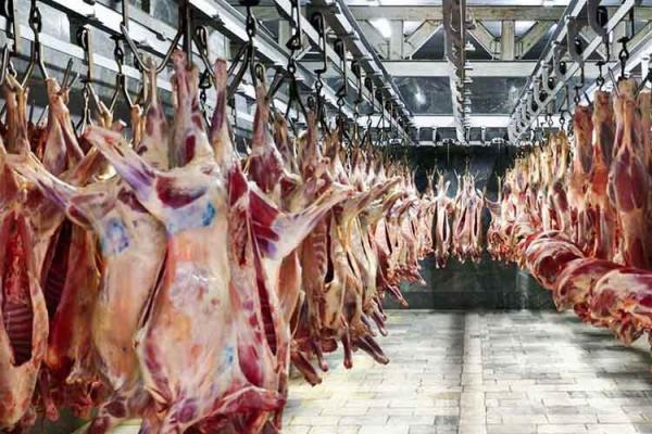 جدیدترین قیمت گوشت گوساله و گوسفندی در بازار ، خرید گوشت قرمز به وسیله شرکت پشتیبانی امور دام متوقف شد؟