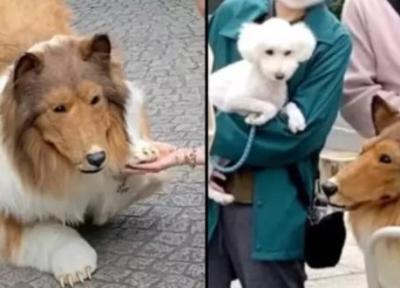 مرد ژاپنی که لباس سگ می پوشید، شاکی شده که چرا سگ ها با او بازی نمی نمایند، عکس