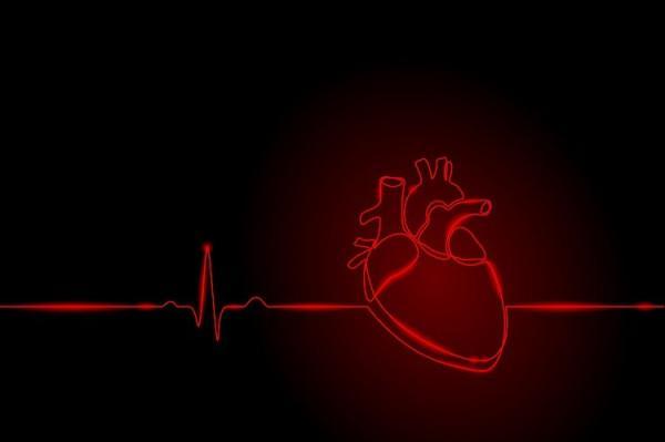 قلب این موجود در سرش قرار دارد قلب این موجود در سرش قرار گرفته است
