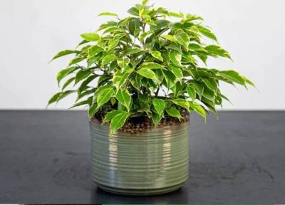 شرایط نگهداری و طریقه آبدهی گل بنجامین